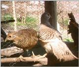 Golden Pheasant Hens