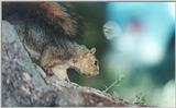 Grey Squirrel 90kb jpg