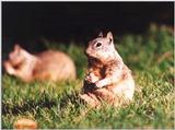 Calif. Ground Squirrel 109k jpg
