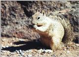 Calif Ground Squirrel 119k jpg