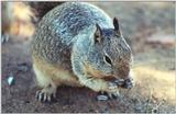 Calif. Ground Squirrel 72k jpg