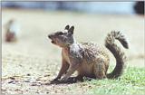 ground squirrel 74k jpg