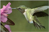 Birds: hummingbird - hummer.jpg