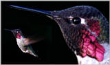 Anna's Hummingbird - hb.jpg (1/1)