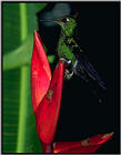 hummingbird - flower