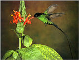 Re: Hummingbirds Please - HBird001 - ORIGINAL SCAN