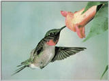 hummingbird01.jpg