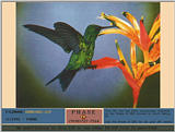 hummingbird038.jpg