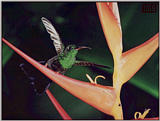 hummingbird042.jpg