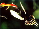 hummingbird2.jpg