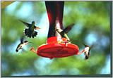 more hummingbirds - hmbrd01.JPG