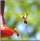 hummingbirds, again - hmbrd02.JPG