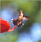 hummingbirds - hmbrd03.JPG (0/1)