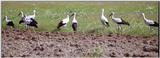 European white storks