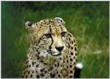 scan - cheetah