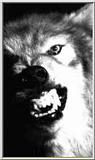 Re: Snarling wolf pics?