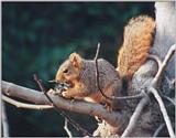 Fox Squirrel 58k jpg