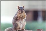 Fox Squirrel 28k jpg