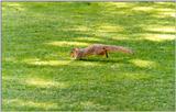 Fox Squirrel 89k jpg