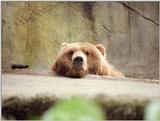 Time for another scan, at last - Joyful bear in Hagenbeck Zoo