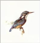 New art scans Idx B - jrnas 008 john-ruskin kingfisher c.1870-1