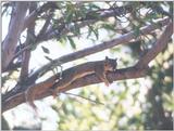 july98 squirrel