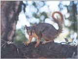 july996 squirrel