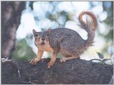 july997 squirrel