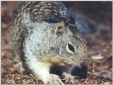 july9991 squirrel