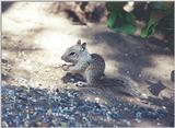 June 03 squirrel