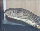 King Cobra (Ophiophagus hannah) #1