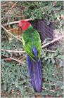 King Parakeet - Alisterus amboinensis (Amboina King Parrot)