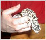 Toledo Zoo pics - Leopard Gecko