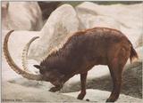 Brookfield zoo pics - scimitar horned animal identify? -- Siberian ibex (Capra sibirica)
