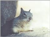 Calif Ground Squirrel lwf2.jpg
