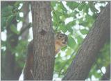 Fox Squirrel lwf6.jpg