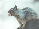 Calif Ground Squirrel lwf7.jpg