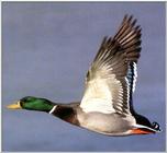 Re: Looking for FLYING DUCKS - Mallard duck.jpg