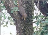 Tree Squirrel 96k jpg