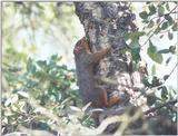 Tree Squirrel 81k jpg