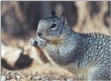 Ground Squirrel 110k jpg