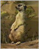 Meerkat (Brookfield Zoo)  -  meerkat.jpg [1/1]