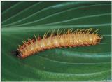 More unknown Millipede Images 2