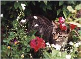 kitten in flower garden