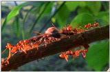 Wildlife Vidcaps 02 File 08 of 62 - mm Ants & Giant Honey Bees 02.jpg 44Kb (1/1)