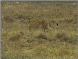 Wildlife Vidcaps 1 - Day 1 of 2 - File 06 of 34 - mm Cheetah 01.jpg 50Kb (1/1)