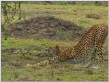 Wildlife Vidcaps 1 - Day 1 of 2 - File 07 of 34 - mm Cheetah 02.jpg 71Kb (1/1)