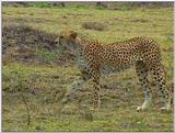 Wildlife Vidcaps 1 - Day 1 of 2 - File 08 of 34 - mm Cheetah 03.jpg 72Kb (1/1)