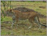 Wildlife Vidcaps 1 - Day 1 of 2 - File 09 of 34 - mm Cheetah 04.jpg 74Kb (1/1)