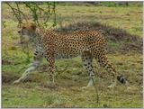 Wildlife Vidcaps 1 - Day 1 of 2 - File 10 of 34 - mm Cheetah 05.jpg 77Kb (1/1)